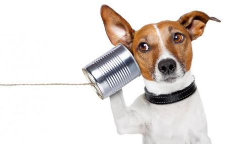Funny photo of small dog listening to a tin can phone
