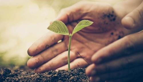 Closeup of hand planting a tiny seedling