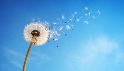 Flower with blue sky behind