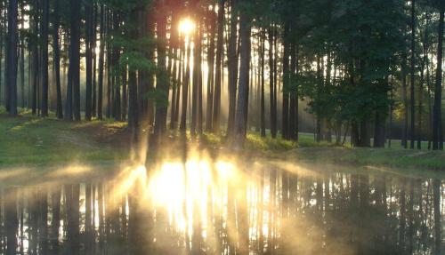 Tranquil forest with sun shining through trees